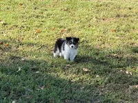 Chip, a male Miniature Australian Shepherd and Toy Australian Shepherd for sale in Sarcoxie, MO – 1 of 10