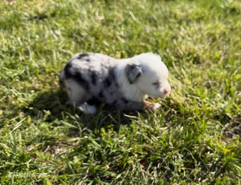 Princess – Toy Australian Shepherd puppy for sale in Sarcoxie, MO