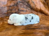 Princess, a female Toy Australian Shepherd for sale in Sarcoxie, MO – Photo 7 of 7