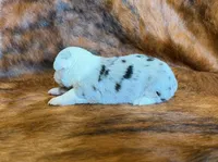 Princess, a female Toy Australian Shepherd for sale in Sarcoxie, MO – Photo 3 of 7