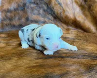 Princess, a female Toy Australian Shepherd for sale in Sarcoxie, MO – Photo 5 of 7