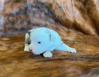 Princess, a female Toy Australian Shepherd for sale in Sarcoxie, MO – Photo 4 of 7