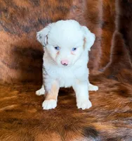 Princess, a female Toy Australian Shepherd for sale in Sarcoxie, MO – Photo 4 of 8