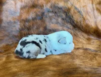 Princess, a female Toy Australian Shepherd for sale in Sarcoxie, MO – Photo 6 of 7