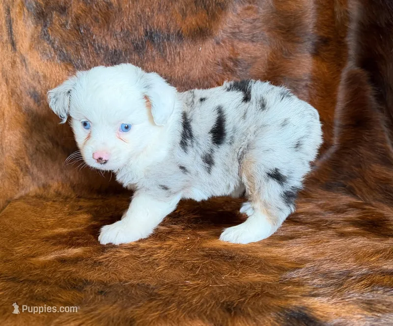 Princess, a female Toy Australian Shepherd for sale in Sarcoxie, MO – Photo 1 of 8