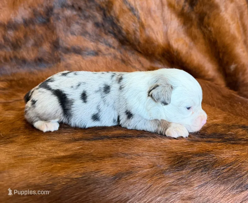 Princess – Toy Australian Shepherd puppy for sale in Sarcoxie, MO
