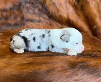 Princess, a female Toy Australian Shepherd for sale in Sarcoxie, MO – Photo 1 of 7