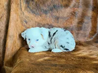 Princess, a female Toy Australian Shepherd for sale in Sarcoxie, MO – Photo 8 of 8