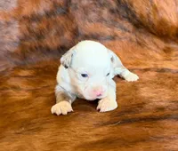 Princess, a female Toy Australian Shepherd for sale in Sarcoxie, MO – Photo 2 of 7