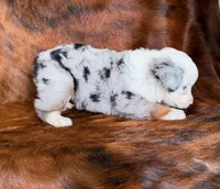 Princess, a female Toy Australian Shepherd for sale in Sarcoxie, MO – Photo 2 of 8