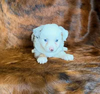 Princess, a female Toy Australian Shepherd for sale in Sarcoxie, MO – Photo 7 of 8