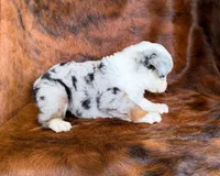 Princess, a female Toy Australian Shepherd for sale in Sarcoxie, MO – Photo 3 of 8