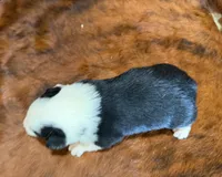 Ranger, a male Pembroke Welsh Corgi and Toy Australian Shepherd for sale in Sarcoxie, MO – 9 of 9