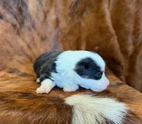 Buddy, a male Pembroke Welsh Corgi and Toy Australian Shepherd for sale in Sarcoxie, MO – 3 of 9