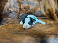 Lucky, a male Miniature Australian Shepherd for sale in Sarcoxie, MO – 8 of 10