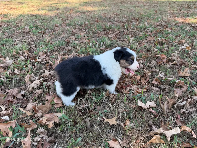Lucky – Miniature Australian Shepherd puppy for sale in Sarcoxie, MO