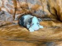 Tiger, a male Miniature Australian Shepherd for sale in Sarcoxie, MO – 5 of 9