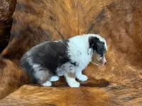 Cowboy, a male Miniature Australian Shepherd and Toy Australian Shepherd for sale in Sarcoxie, MO – 8 of 10