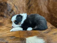 Reba, a female Miniature Australian Shepherd and Toy Australian Shepherd for sale in Sarcoxie, MO – 2 of 10