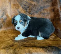 Zoey, a female Miniature Australian Shepherd and Toy Australian Shepherd for sale in Sarcoxie, MO – Photo 3 of 8