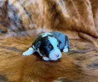 Zoey, a female Miniature Australian Shepherd and Toy Australian Shepherd for sale in Sarcoxie, MO – Photo 6 of 10