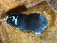 Zoey, a female Miniature Australian Shepherd and Toy Australian Shepherd for sale in Sarcoxie, MO – Photo 8 of 8