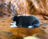 Zoey, a female Miniature Australian Shepherd and Toy Australian Shepherd for sale in Sarcoxie, MO – Photo 7 of 10