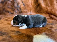 Zoey, a female Miniature Australian Shepherd and Toy Australian Shepherd for sale in Sarcoxie, MO – Photo 2 of 10
