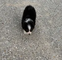 Zoey, a female Miniature Australian Shepherd and Toy Australian Shepherd for sale in Sarcoxie, MO – 4 of 5