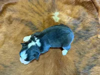 Zoey, a female Miniature Australian Shepherd and Toy Australian Shepherd for sale in Sarcoxie, MO – Photo 10 of 10