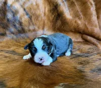 Zoey, a female Miniature Australian Shepherd and Toy Australian Shepherd for sale in Sarcoxie, MO – Photo 4 of 10