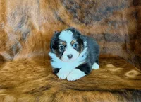 Zoey, a female Miniature Australian Shepherd and Toy Australian Shepherd for sale in Sarcoxie, MO – Photo 1 of 8