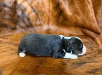 Zoey, a female Miniature Australian Shepherd and Toy Australian Shepherd for sale in Sarcoxie, MO – Photo 5 of 10