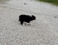 Zoey, a female Miniature Australian Shepherd and Toy Australian Shepherd for sale in Sarcoxie, MO – 3 of 5