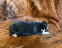 Zoey, a female Miniature Australian Shepherd and Toy Australian Shepherd for sale in Sarcoxie, MO – Photo 3 of 10