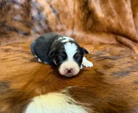 Zoey, a female Miniature Australian Shepherd and Toy Australian Shepherd for sale in Sarcoxie, MO – Photo 9 of 10