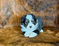 Zoey, a female Miniature Australian Shepherd and Toy Australian Shepherd for sale in Sarcoxie, MO – Photo 4 of 8