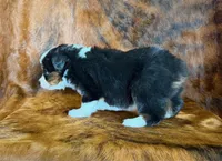 Zoey, a female Miniature Australian Shepherd and Toy Australian Shepherd for sale in Sarcoxie, MO – Photo 2 of 8