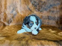 Zoey, a female Miniature Australian Shepherd and Toy Australian Shepherd for sale in Sarcoxie, MO – Photo 6 of 8