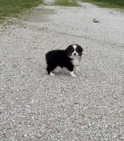 Zoey, a female Miniature Australian Shepherd and Toy Australian Shepherd for sale in Sarcoxie, MO – 1 of 5