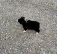 Zoey, a female Miniature Australian Shepherd and Toy Australian Shepherd for sale in Sarcoxie, MO – 5 of 5