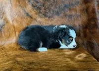 Zoey, a female Miniature Australian Shepherd and Toy Australian Shepherd for sale in Sarcoxie, MO – Photo 5 of 8