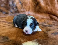 Zoey, a female Miniature Australian Shepherd and Toy Australian Shepherd for sale in Sarcoxie, MO – Photo 1 of 10