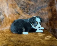 Zoey, a female Miniature Australian Shepherd and Toy Australian Shepherd for sale in Sarcoxie, MO – Photo 7 of 8