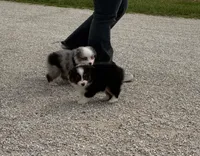 Zoey, a female Miniature Australian Shepherd and Toy Australian Shepherd for sale in Sarcoxie, MO – 2 of 5