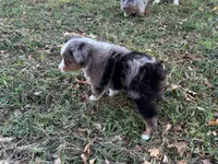 Tiger, a male Miniature Australian Shepherd and Toy Australian Shepherd for sale in Sarcoxie, MO – 8 of 10