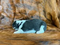 Lucky, a male Miniature Australian Shepherd for sale in Sarcoxie, MO – 7 of 10