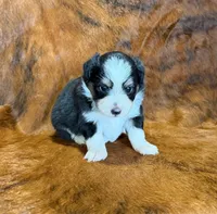 Val, a female Toy Australian Shepherd for sale in Sarcoxie, MO – Photo 6 of 10