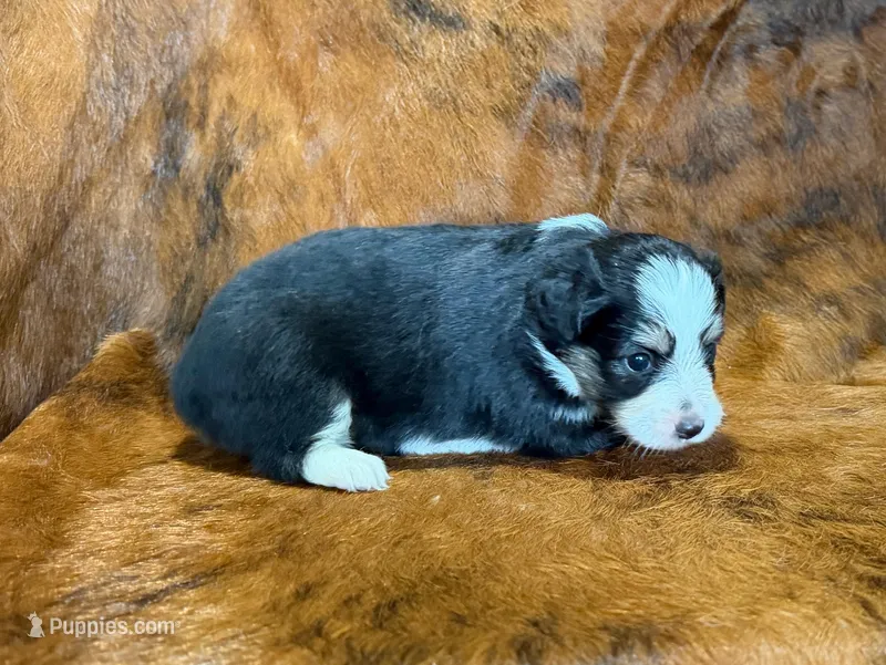 Val – Toy Australian Shepherd puppy for sale in Sarcoxie, MO