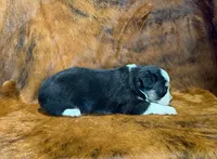 Val, a female Toy Australian Shepherd for sale in Sarcoxie, MO – Photo 8 of 10